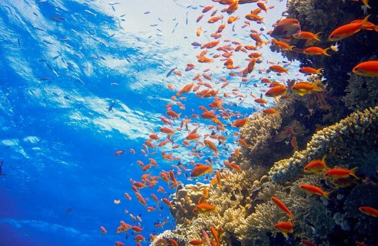 A picture of coral reefs with fish in the waters of the Red Sea