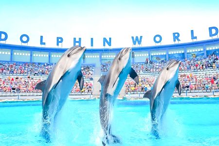 Dolphin Show in Hurghada