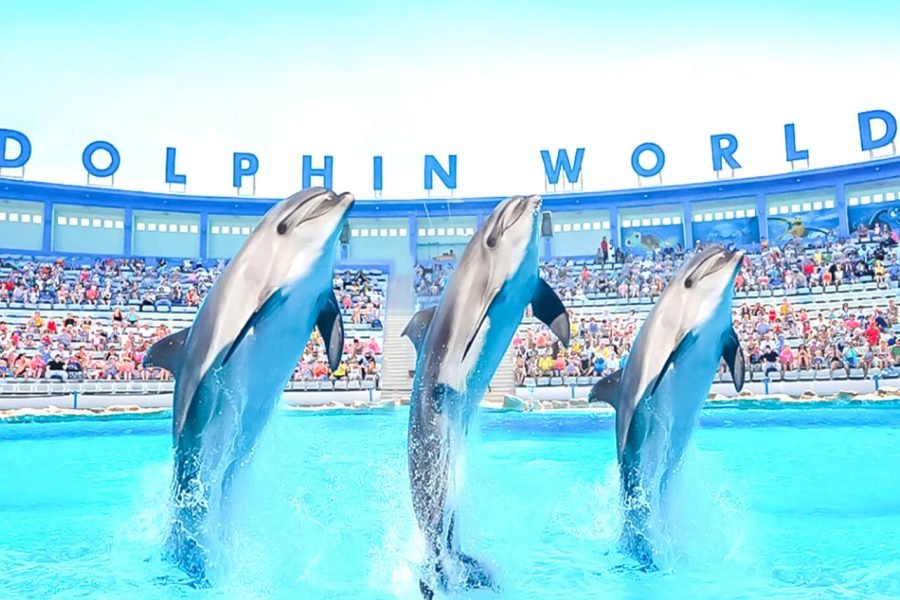 A wonderful shot of dolphins from one of the dolphin shows from Dolphin World