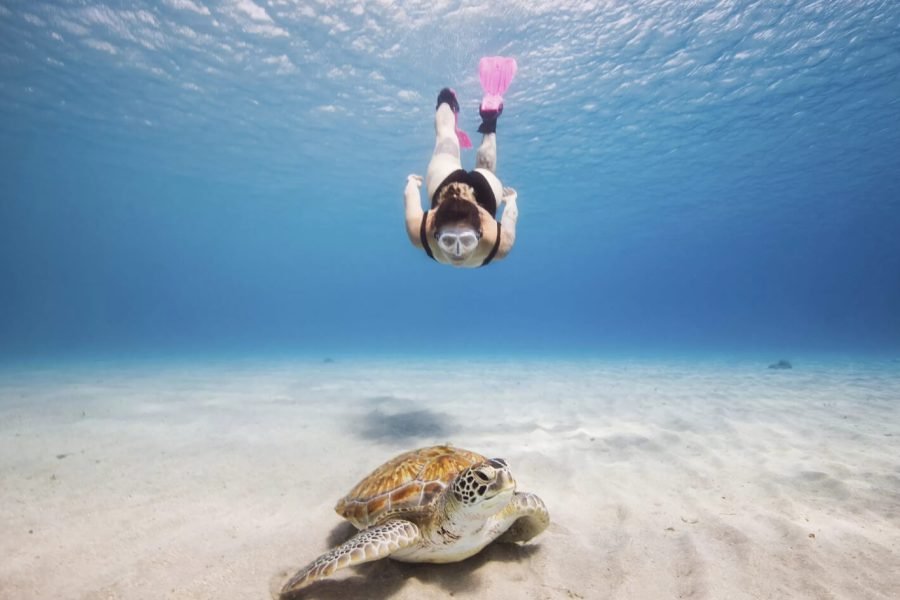 Great picture of bitterness Snorkeling on Abu Dabbab beach