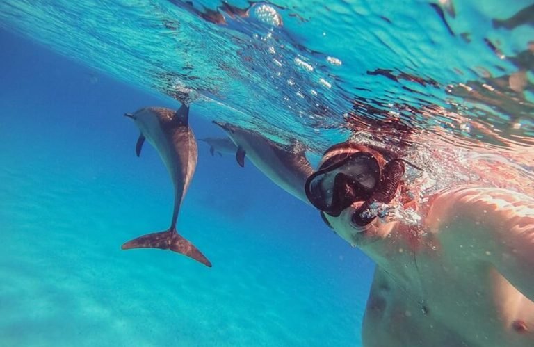 Very nice picture of tourists from underwater with dolphins in Marsa Alam