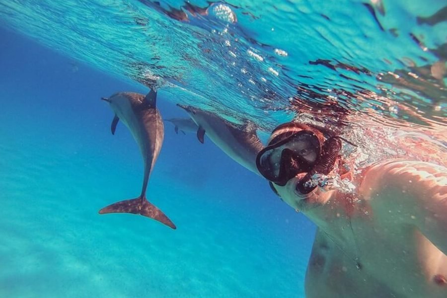 Very nice picture of tourists from underwater with dolphins in Marsa Alam