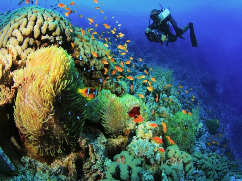 Divers exploring vibrant coral reefs in the Red Sea, showcasing the beauty of marine life in the Red Sea Riviera.