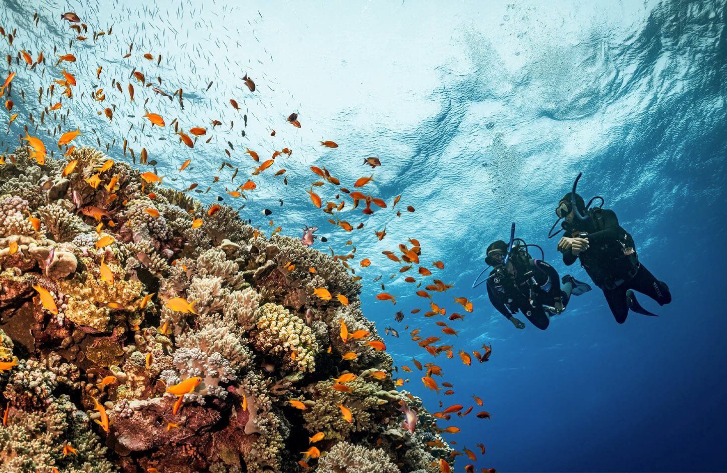 Two scuba divers observing a massive coral reef and a school of orange fish in the clear Red Sea