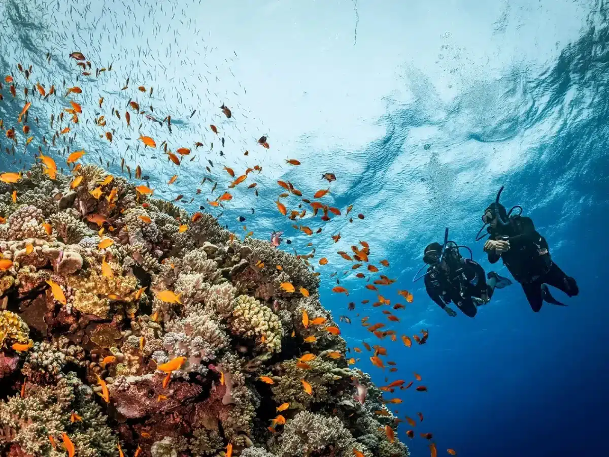 Two people scuba diving in the Red Sea near a vibrant coral reef with schools of orange fish.