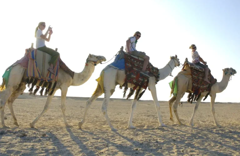 A stunning shot of a group of tourists on a camel riding adventure in the Sharm El Sheikh and Hurghada desert